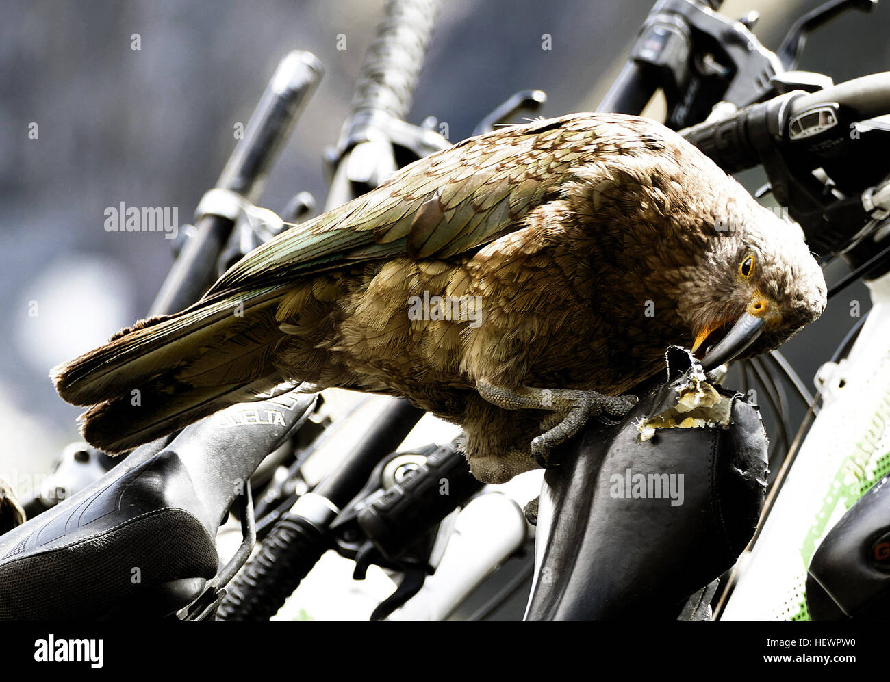 The kea is an unusual parrot. It is the only truly alpine parrot in the world, and gained early notoriety among settler farmers for attacks on their sheep. Innately curious, kea are attracted to people wherever they enter its mountain domain, and are a feature at South Island ski-fields and mountain huts. Their attraction to people and their paraphernalia is a two-edged sword, providing both new threats and new opportunities.  Identification                                                     The kea is a large, strong-flying, olive-green parrot with scarlet underwings and a slender grey-black Stock Photo