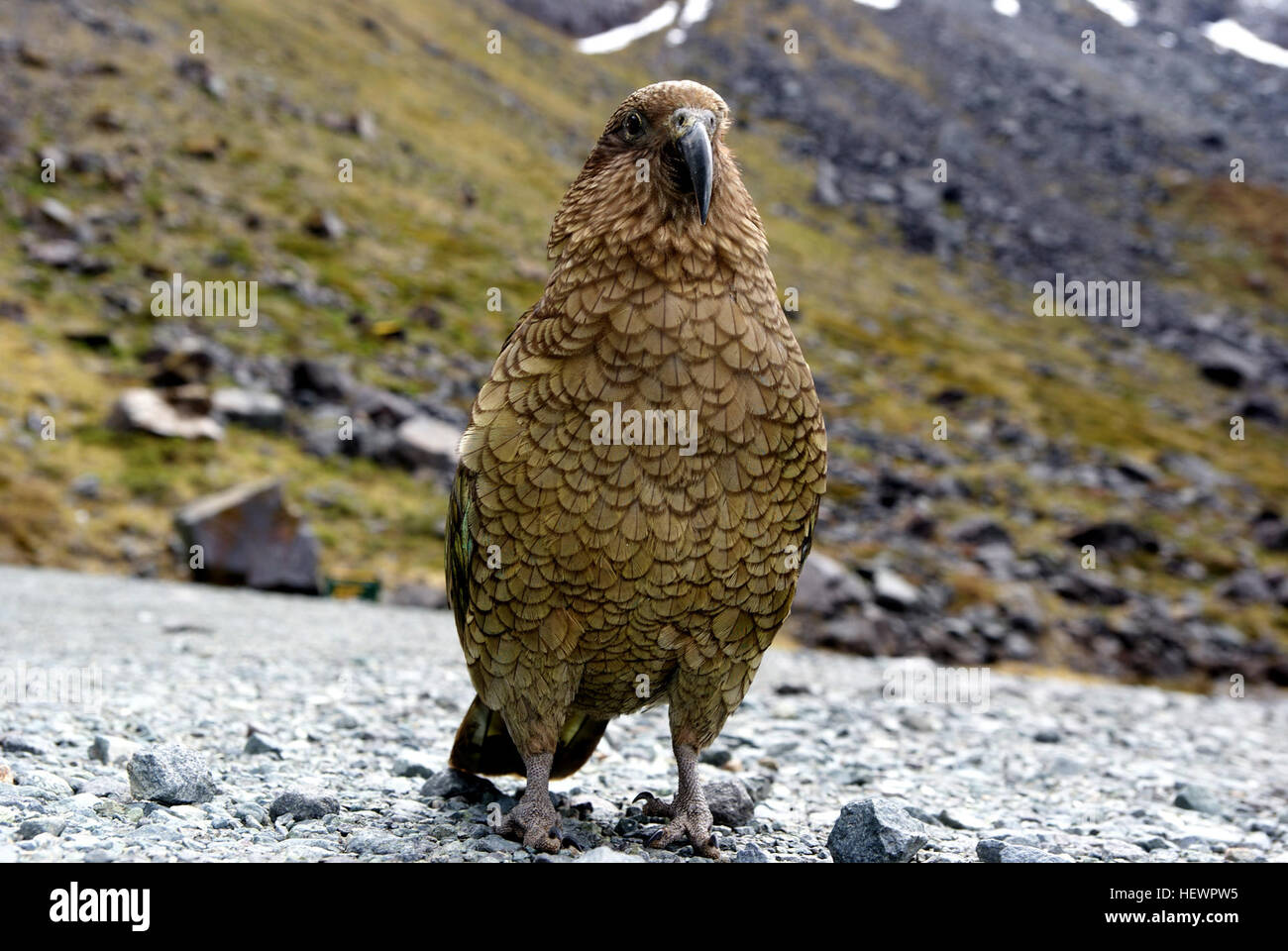 A photograph capturing an alpine parrot, the Kea, during a boat ride ...