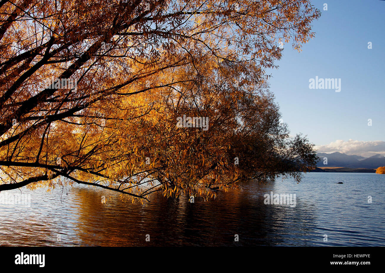 This photograph showcases the vibrant autumn colors of *Lake Tekapo* in ...