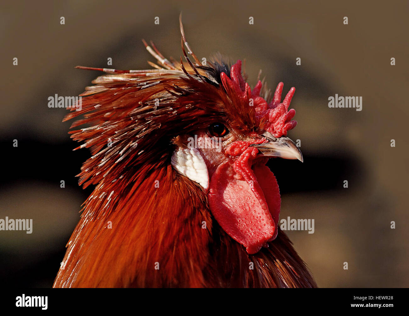 A rooster also known as a cockerel or cock, is a male gallinaceous bird. The term usually refers