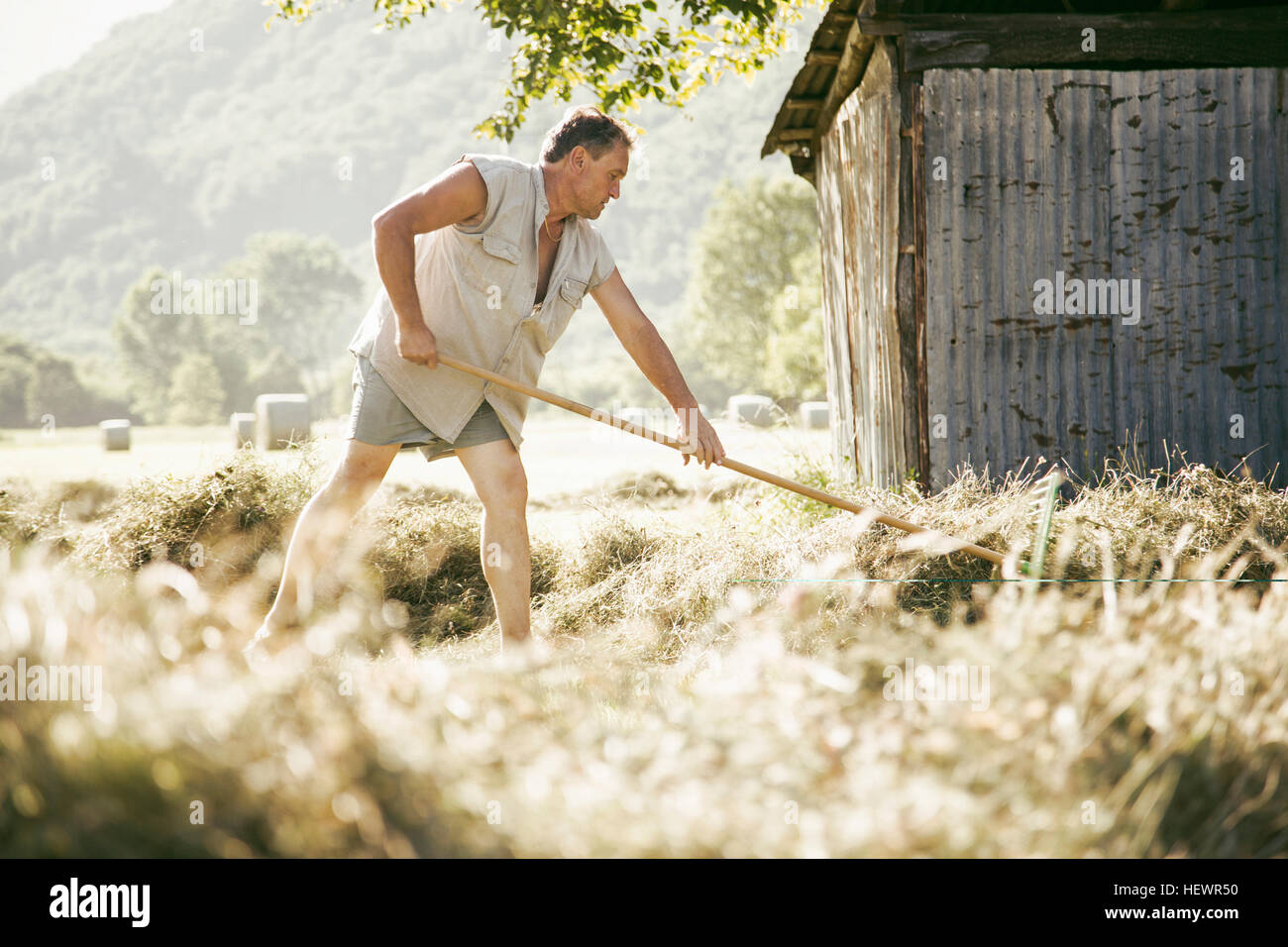 Mature male farmworker raking harvest in field Stock Photo