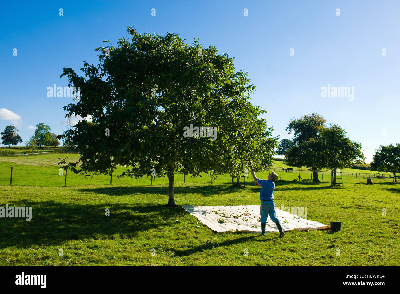 Walnut grove hires stock photography and images Alamy