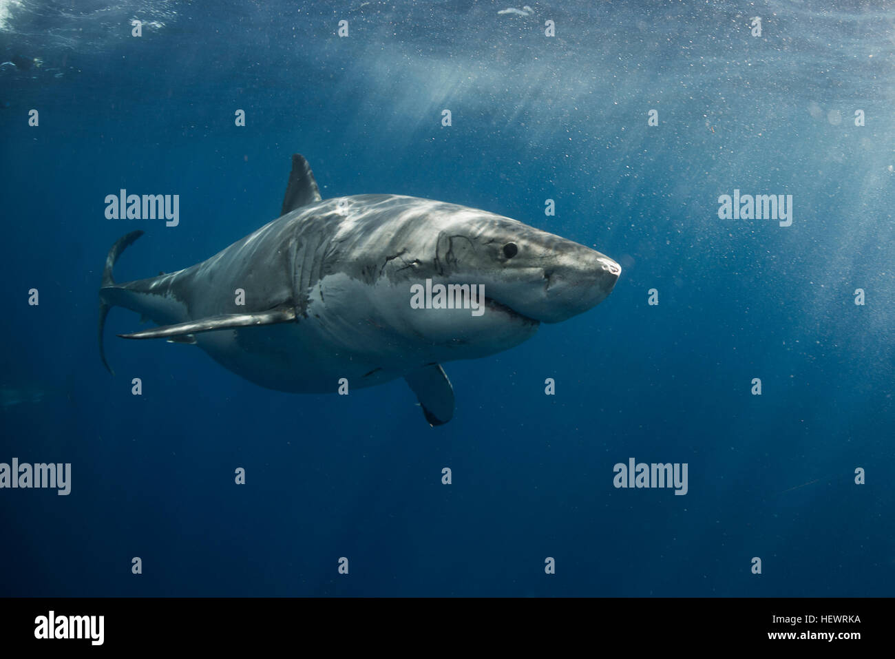 White shark cruising around the crystal blue water of Guadalupe Island, Mexico Stock Photo