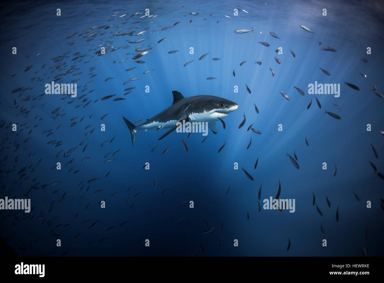 White shark cruising around the crystal blue water of Guadalupe Island, Mexico Stock Photo