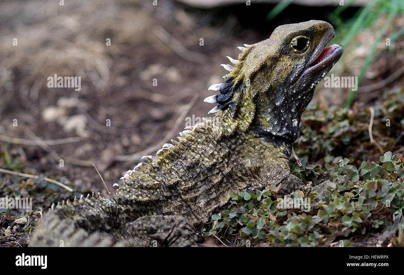 New Zealand’s endemic tuatara is a very unusual animal. They are the