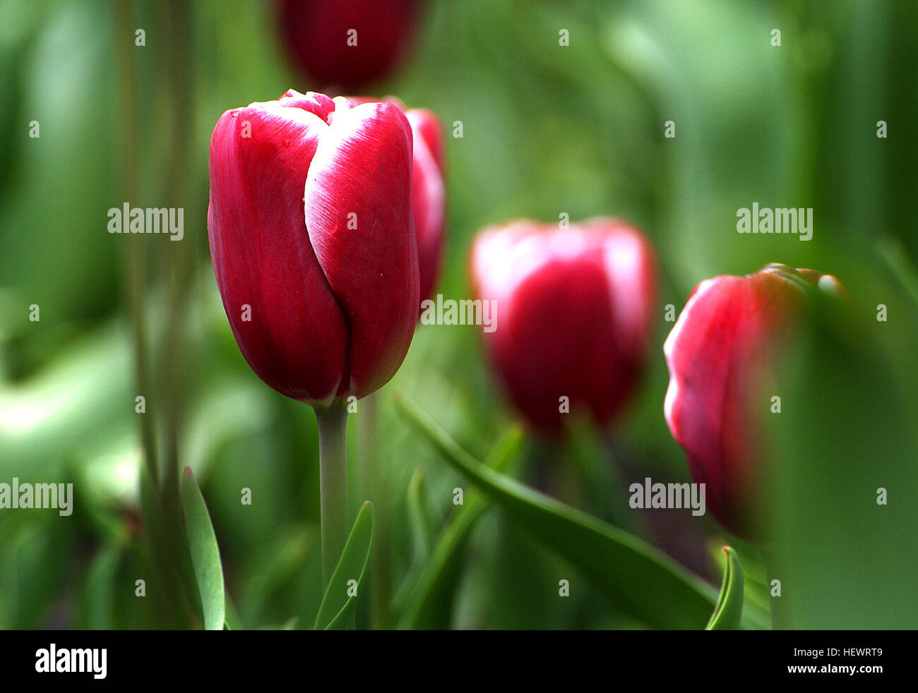 ,,Blooms,Red,flowers,pretty,spring,tulips Stock Photo