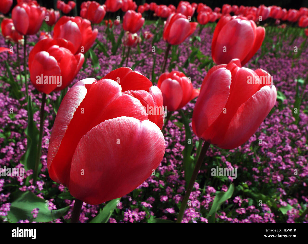 The tulip is a perennial, bulbous plant with showy flowers in the genus Tulipa, of which ca 75 wild species are currently accepted and which belongs to the family Liliaceae Stock Photo