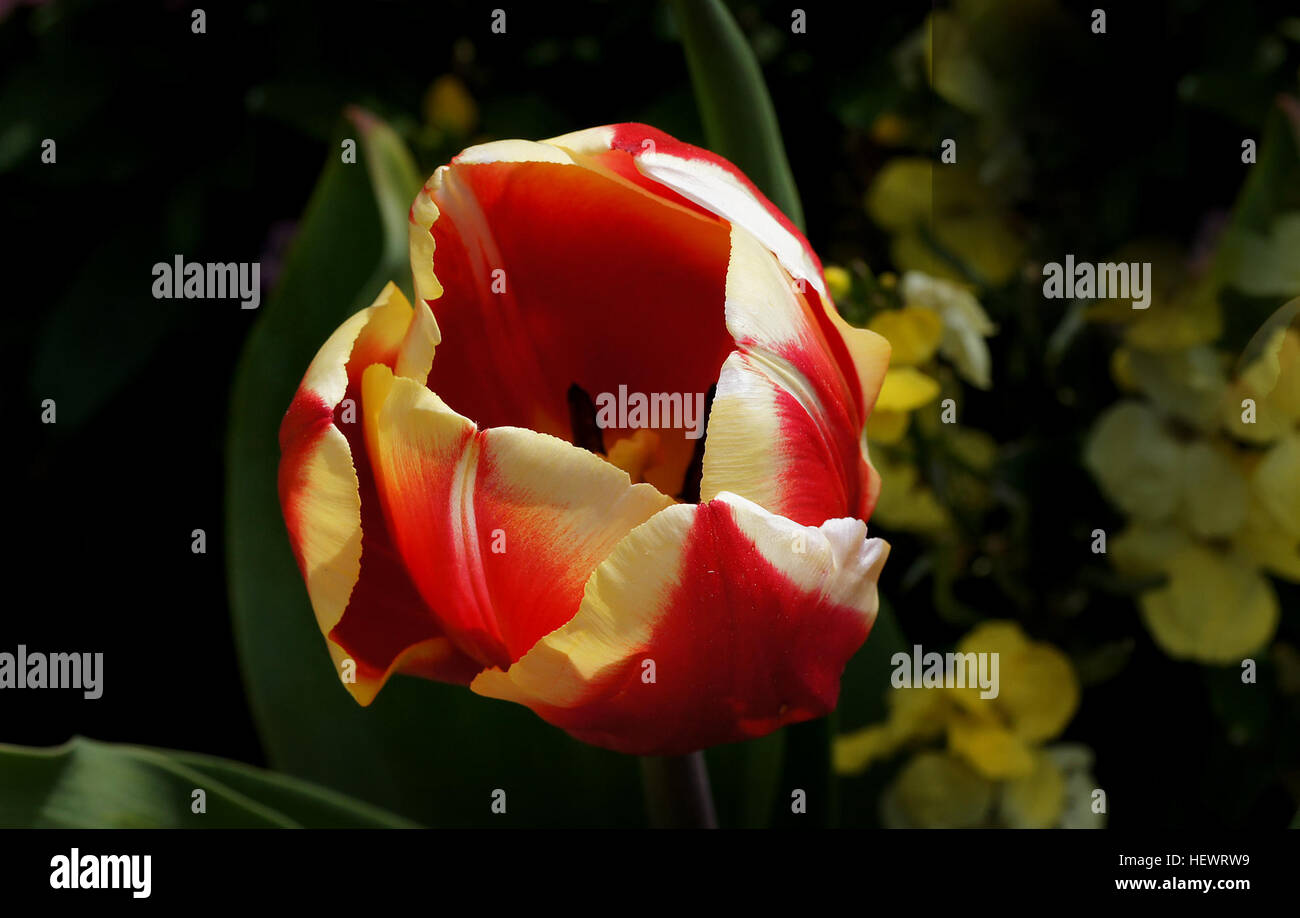 This macro photograph captured with a Sony DSLR A580 camera and Tamron 90mm lens features vibrant tulips and bulbs, showcasing the beauty of flowers in detailed close-up shots. The use of macro photography highlights the intricate details of the plants. Stock Photo