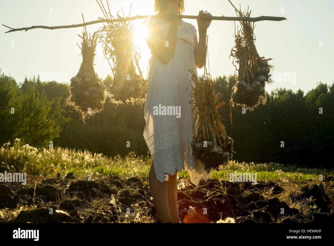Woman in field harvesting garlic, Ural, Russia Stock Photo