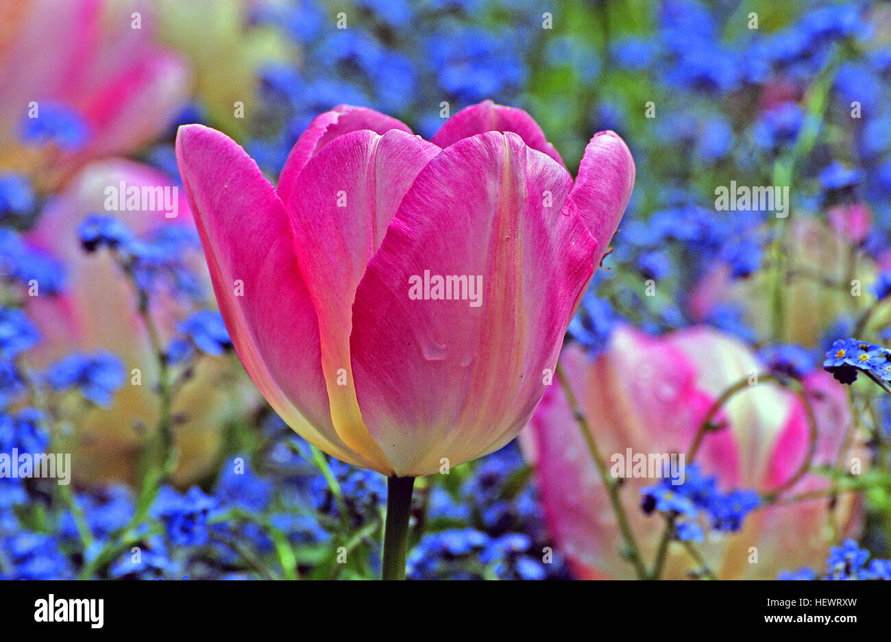 ,,Blooms,Red,flowers,pretty,spring,tulips Stock Photo