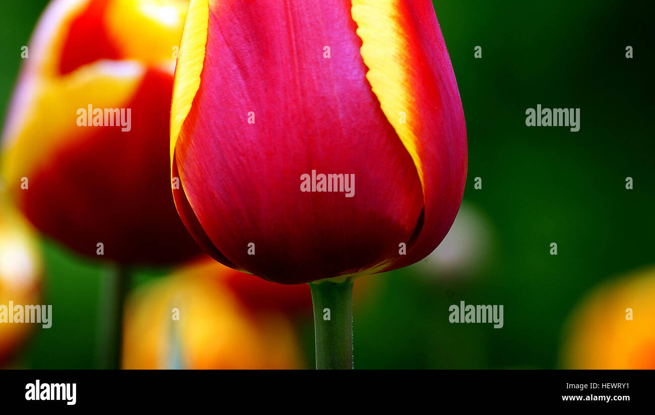 Commercial cultivation hires stock photography and images Alamy