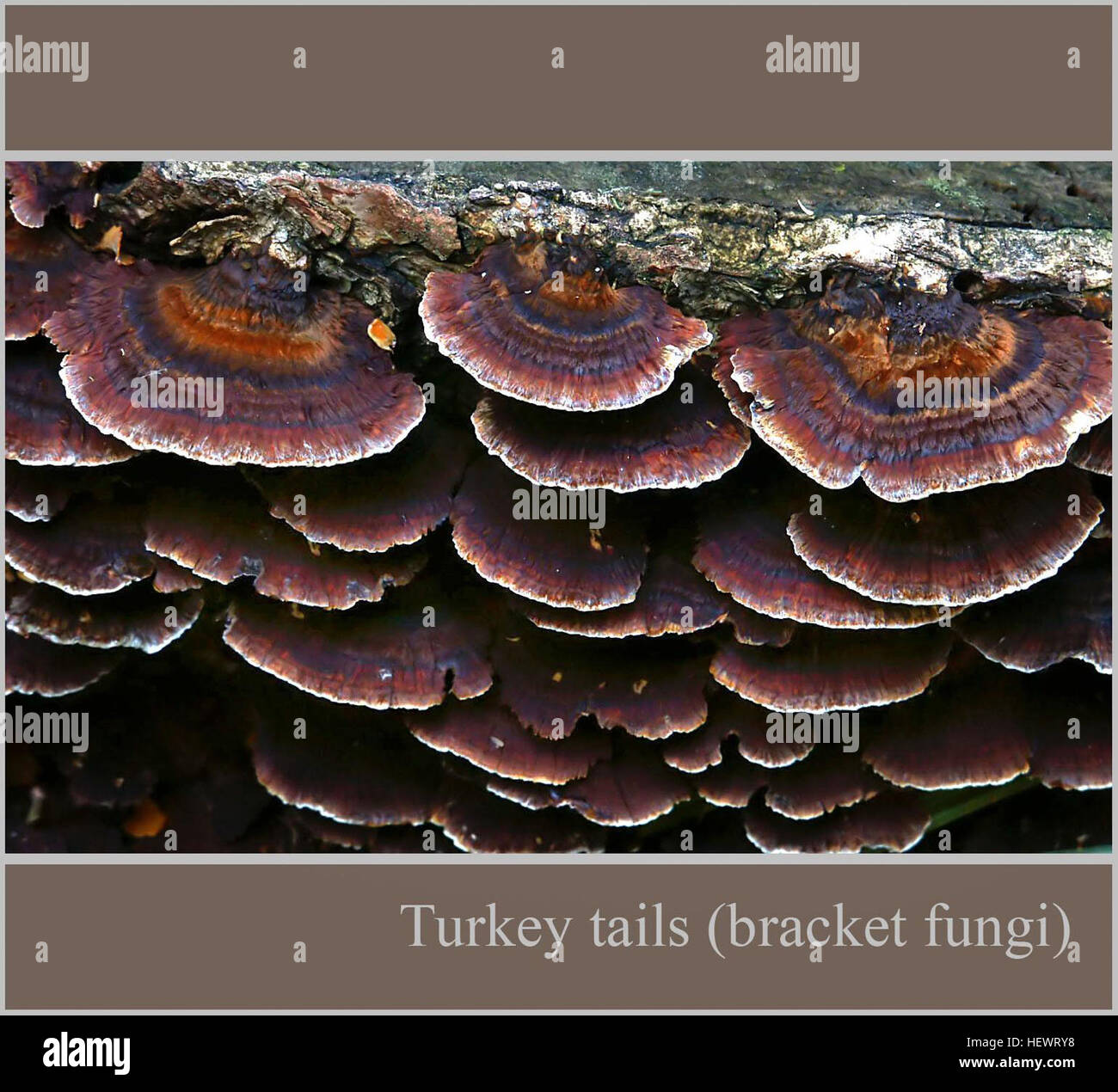 ication (,),Fungi.,Turkey tails bracket fungi. Stock Photo