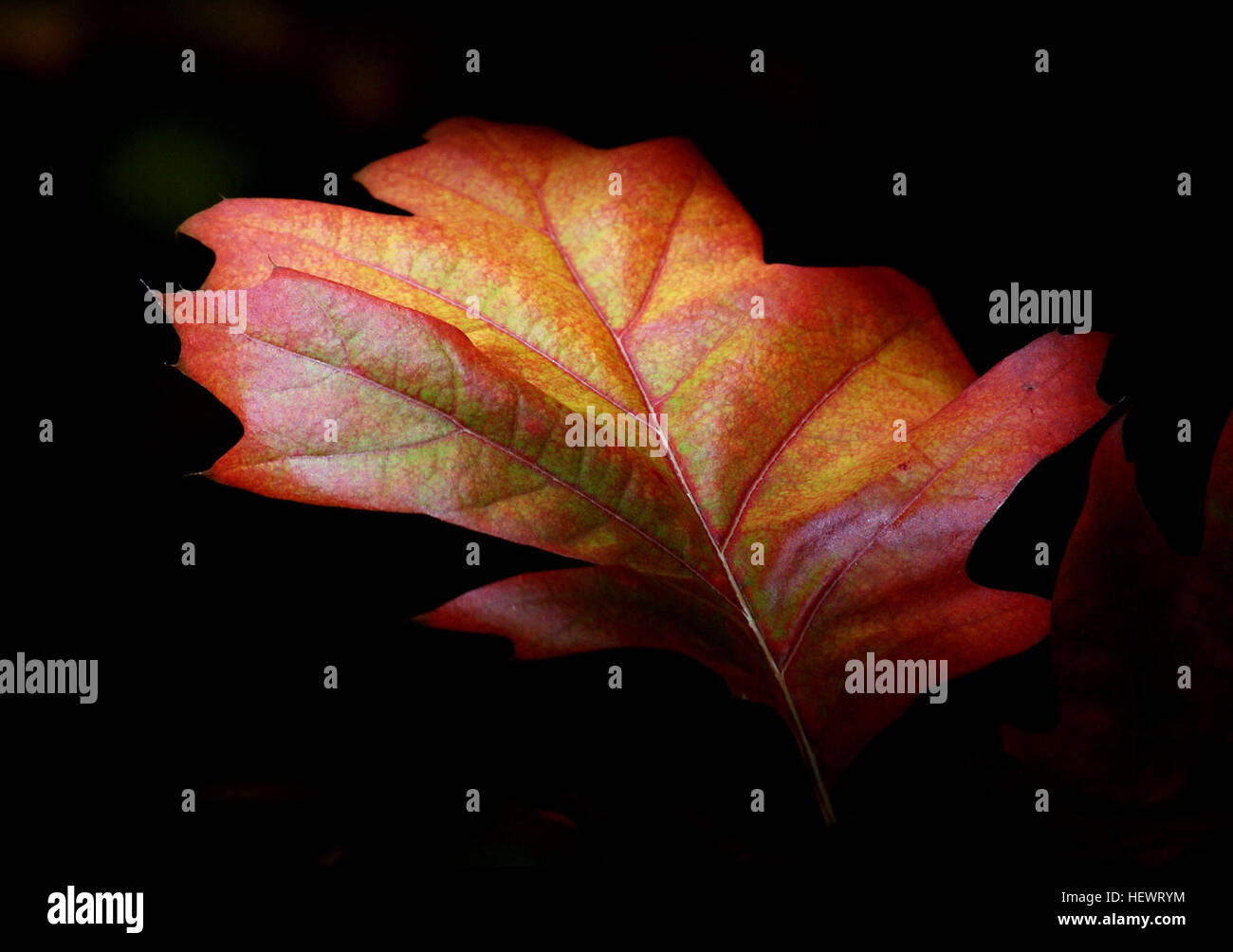 Autumn leaf color is a phenomenon that affects the normally green leaves of many deciduous trees and shrubs by which they take on, during a few weeks in the autumn season, various shades of red, yellow, purple, black, orange, pink, magenta, blue and brown. Stock Photo