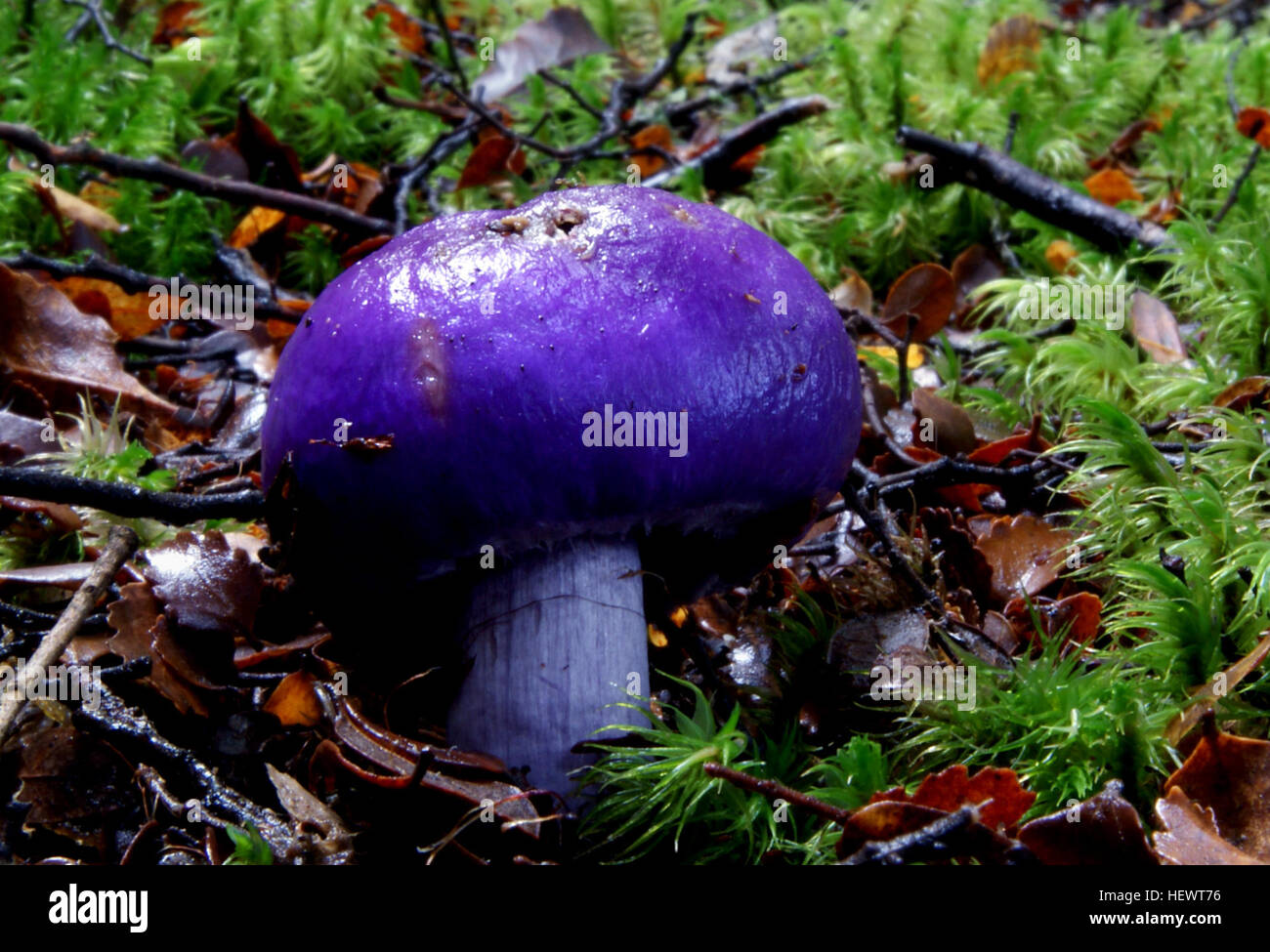 The violet pouch fungus (Thaxterogaster porphyreum) is a truffle-like fungus found in the leaf litter of beech forests. Its spore-producing tissue is enclosed within its purple cap. Spores are released when the cap begins to disintegrate, or when insects and other small animals eat the tissue within the cap. Stock Photo