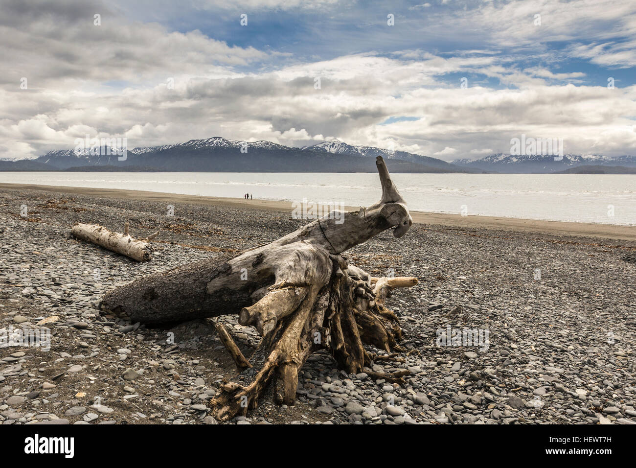 Driftwood on shingle beach, Homer Spit, Kachemak Bay, Alaska, USA Stock Photo