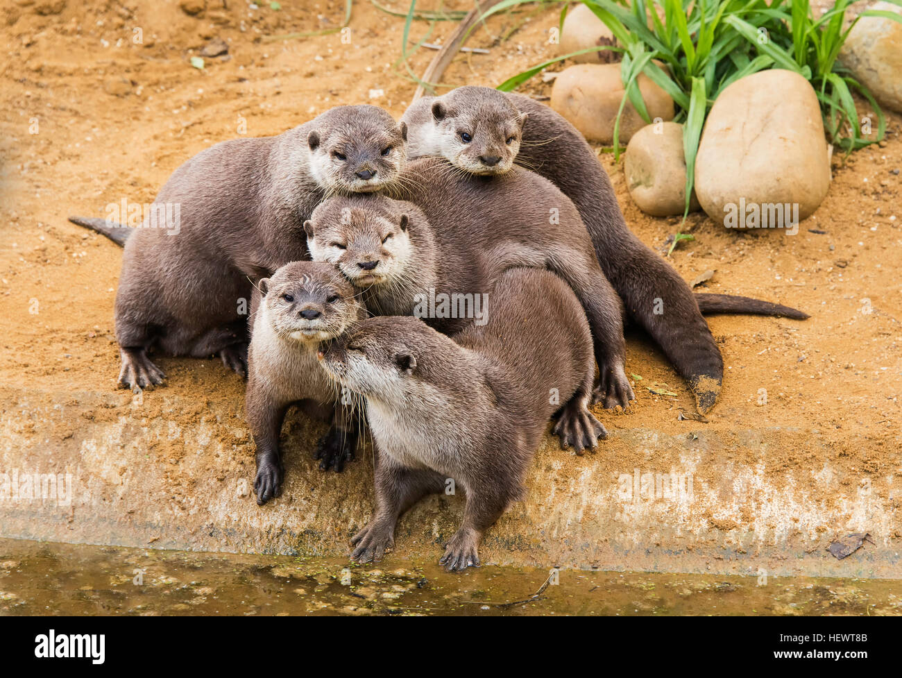 Oriental small-clawed Otters, Whipsnade Zoo, England Stock Photo