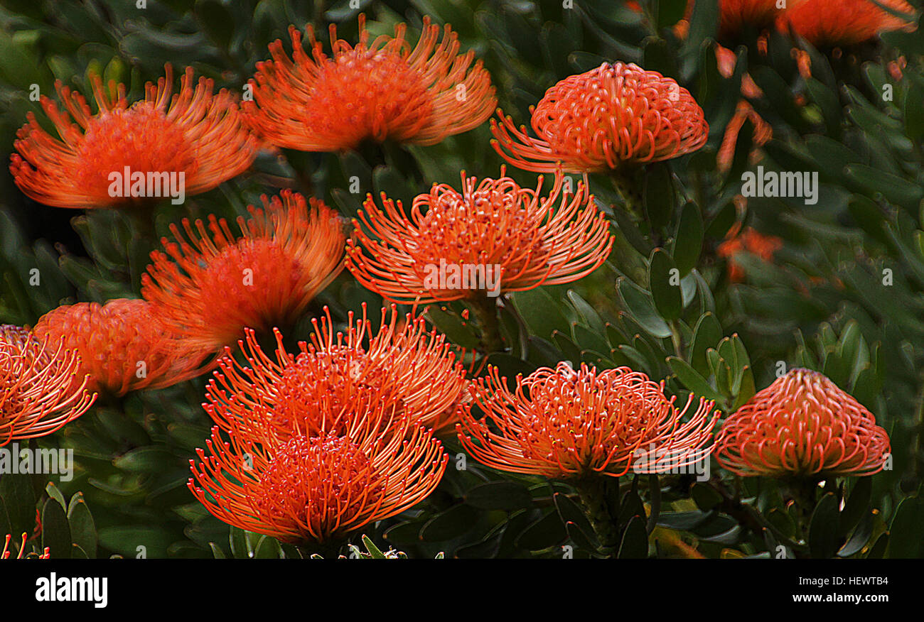 Waratah (Telopea) is an endemic, Australian genus of five species of