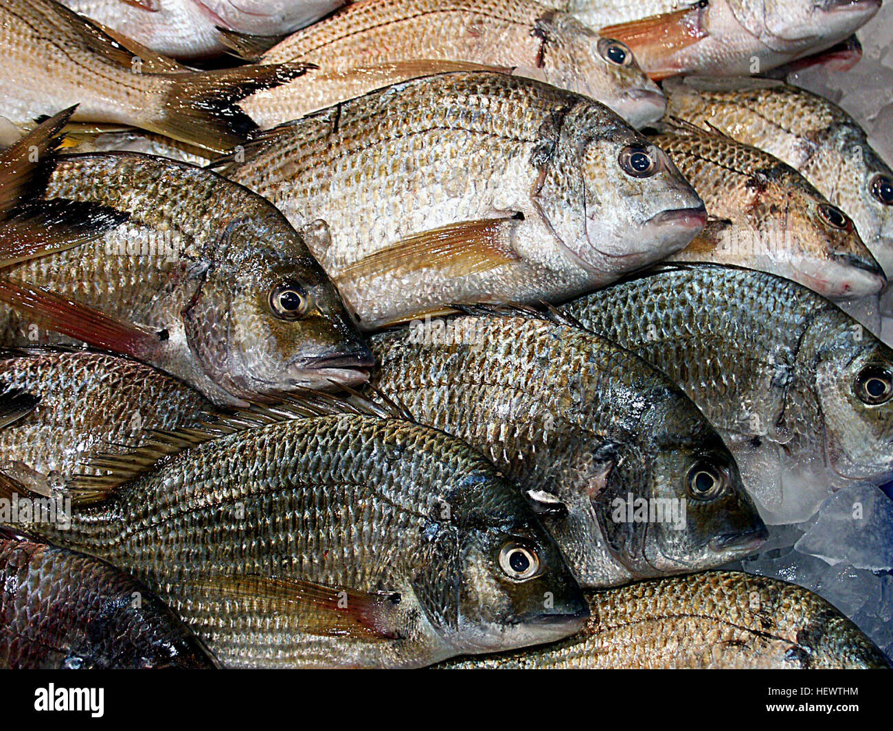 Wet markets, traditionally places for selling live animals, often feature poultry, fish, reptiles, and pigs, offering a diverse range of fresh goods directly from the source. Stock Photo