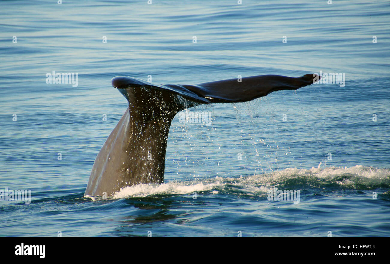 ,,New Zealand,Ocean mammals,Sperm Whale,Whale Kaikoura,Whale fluke,Whale tails,Whale watch Kaikoura Stock Photo