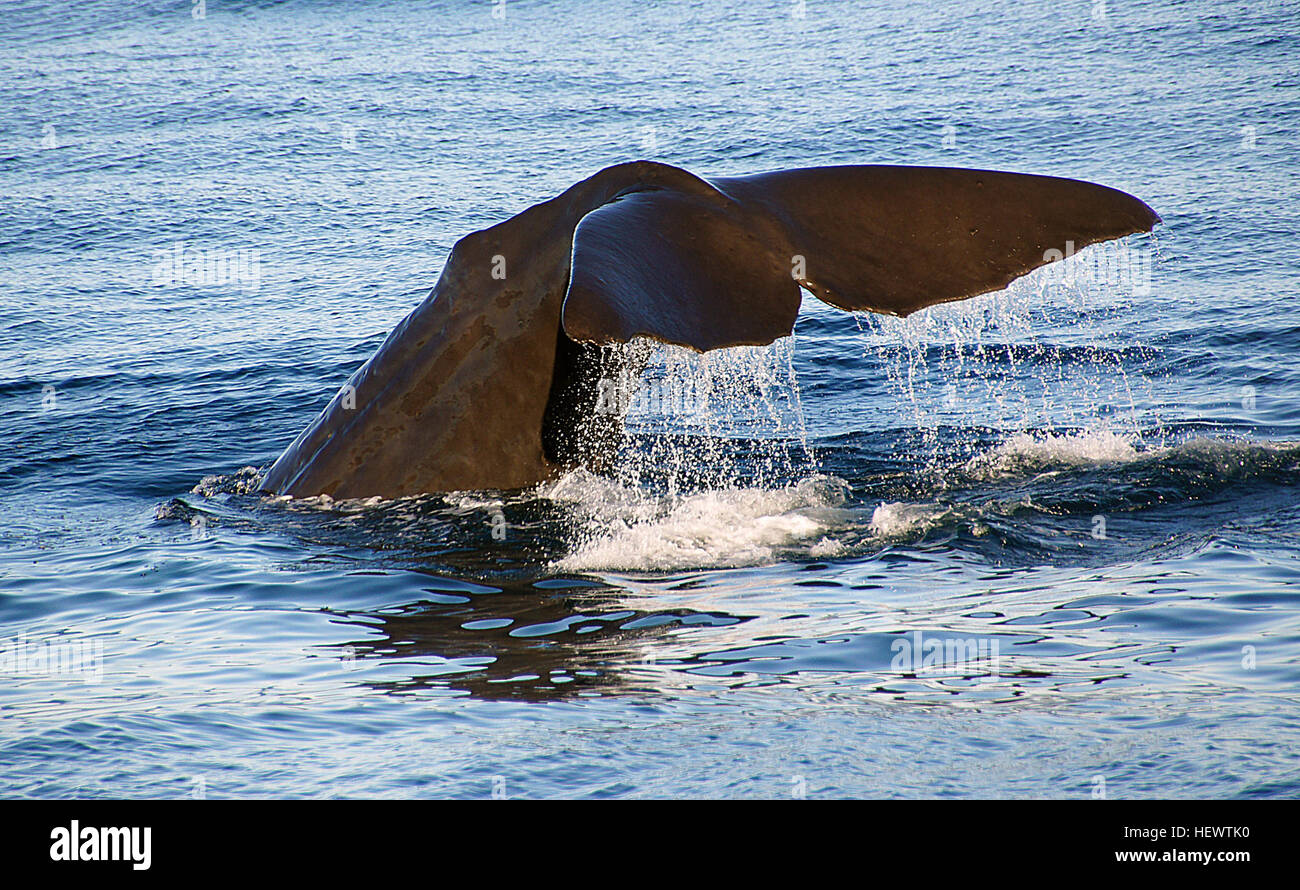 Off the Kaikoura coastline is a marine environment so rich in nutrients that it attracts some of the most magnificent creatures with which we share our planet. Among them are Giant Sperm Whales that can grow up to 20 metres and weigh over 50 tons. These whales can be seen all year round making Kaikoura one of the most popular whale watching locations in the world. Stock Photo