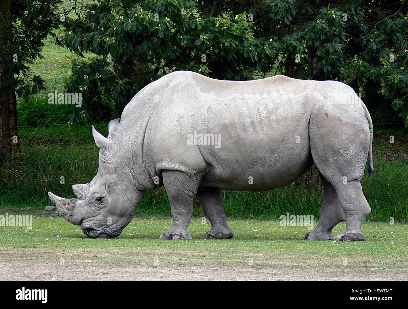 The white rhinoceros or square-lipped rhinoceros is the largest and