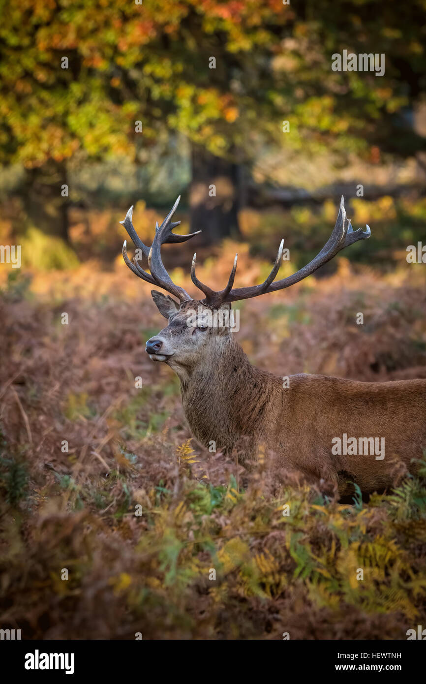 Deer Stag Standing In Forest Morning Light. Stock Photo