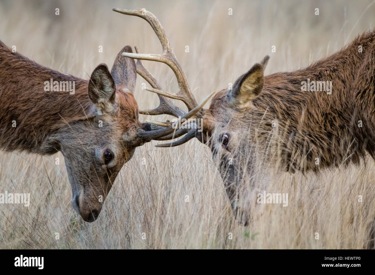Deer Rutting.  Two animals fight during  mating season. Stock Photo