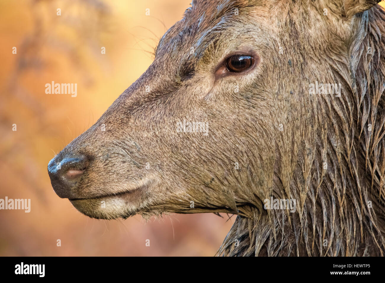 A male deer wet from wallowing in mud before rutting Stock Photo Alamy