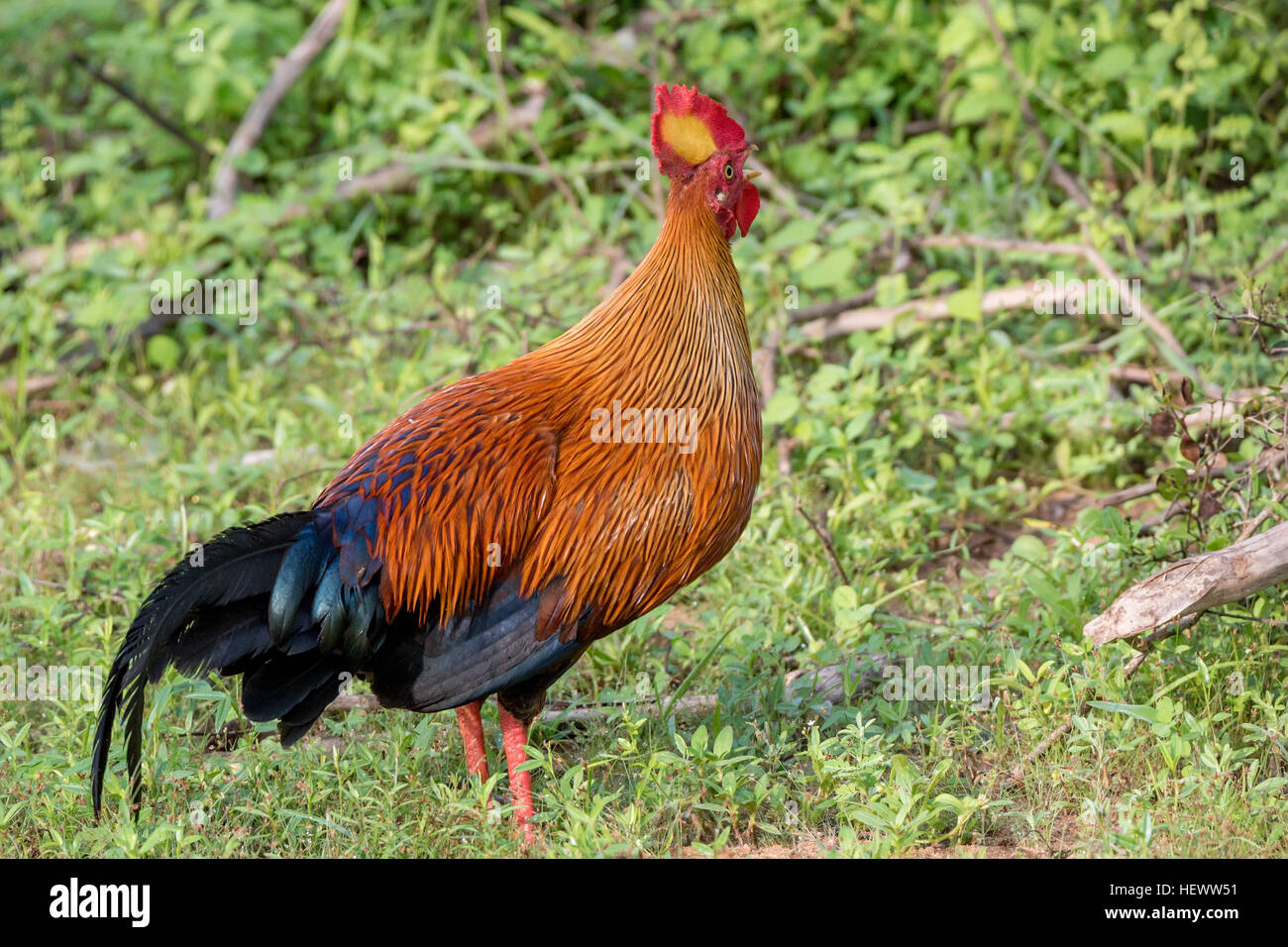 Rooster Of Sri Lankan Junglefowl Or Gallus Lafayetii In Wild Nature ...