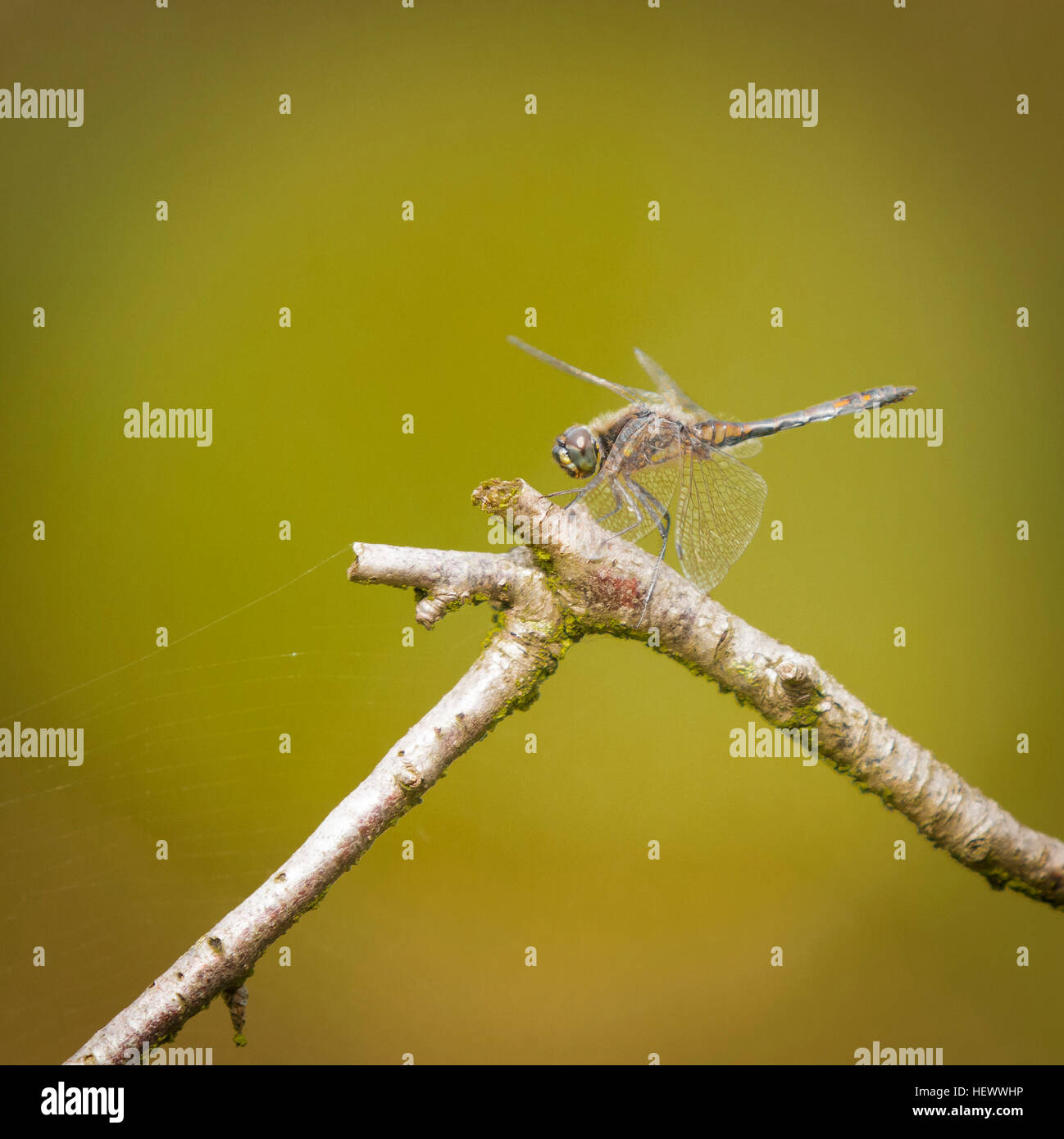 A female Black Darter Dragonfly, Sympetrum danae, resting in the sunshine Stock Photo