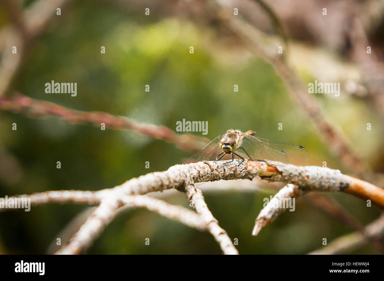 A female Black Darter Dragonfly, Sympetrum danae, resting in the sunshine Stock Photo