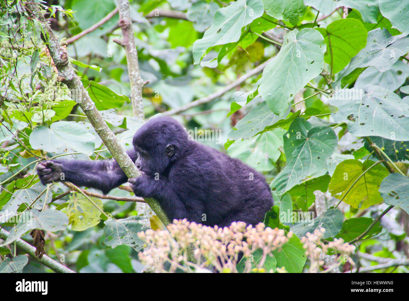 Baby mountain gorilla Stock Photo Alamy