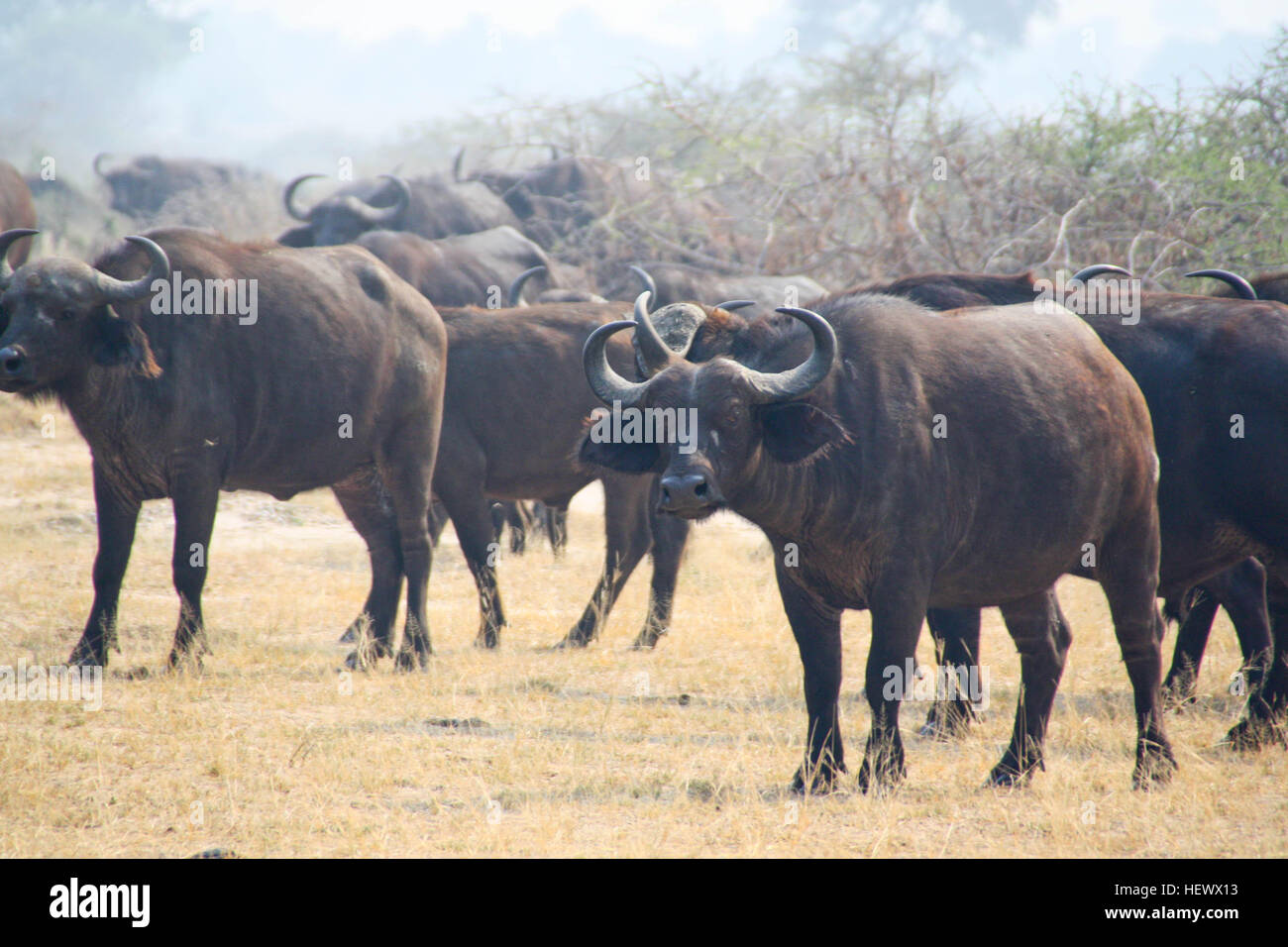 Water buffalo herd hi-res stock photography and images - Alamy