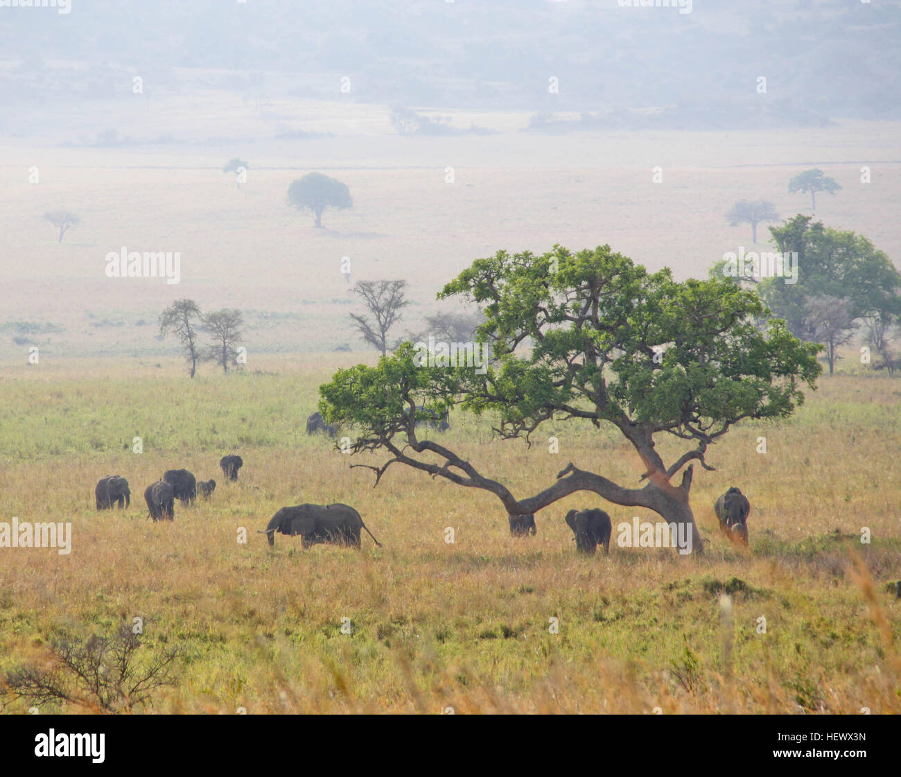African animals scenery hi-res stock photography and images - Alamy