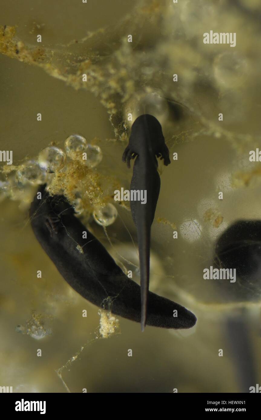 Common frog (Rana temporaria) newborn tadpoles eating the remains of their eggs Stock Photo