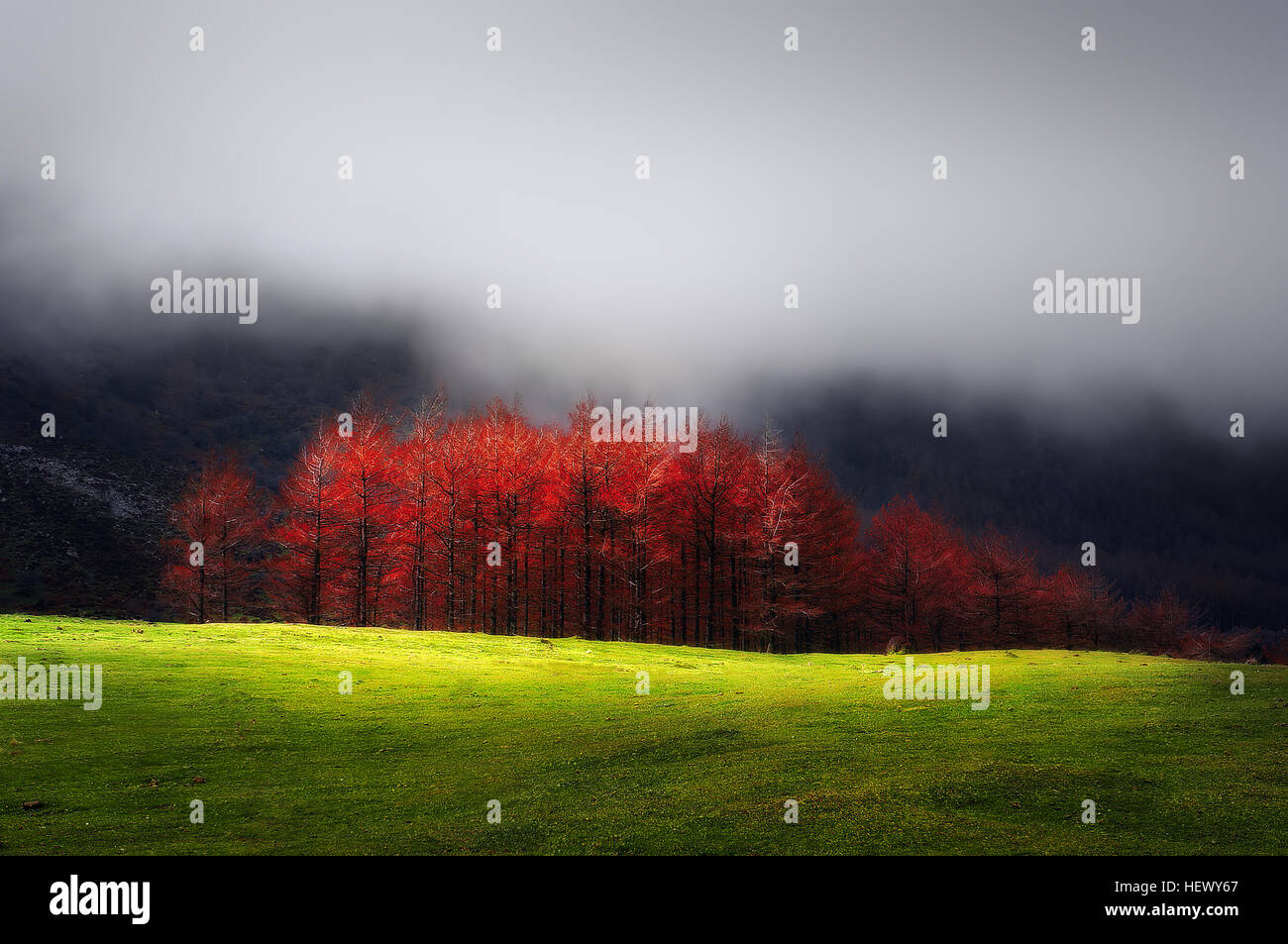 red larches in autumn on foggy mountain Stock Photo