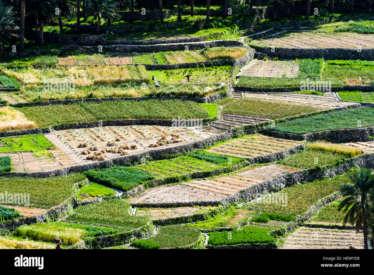 Irrigated terraced farm crops growing garlic, onions and animal feed on the slopes of a desert mountain valley. Stock Photo