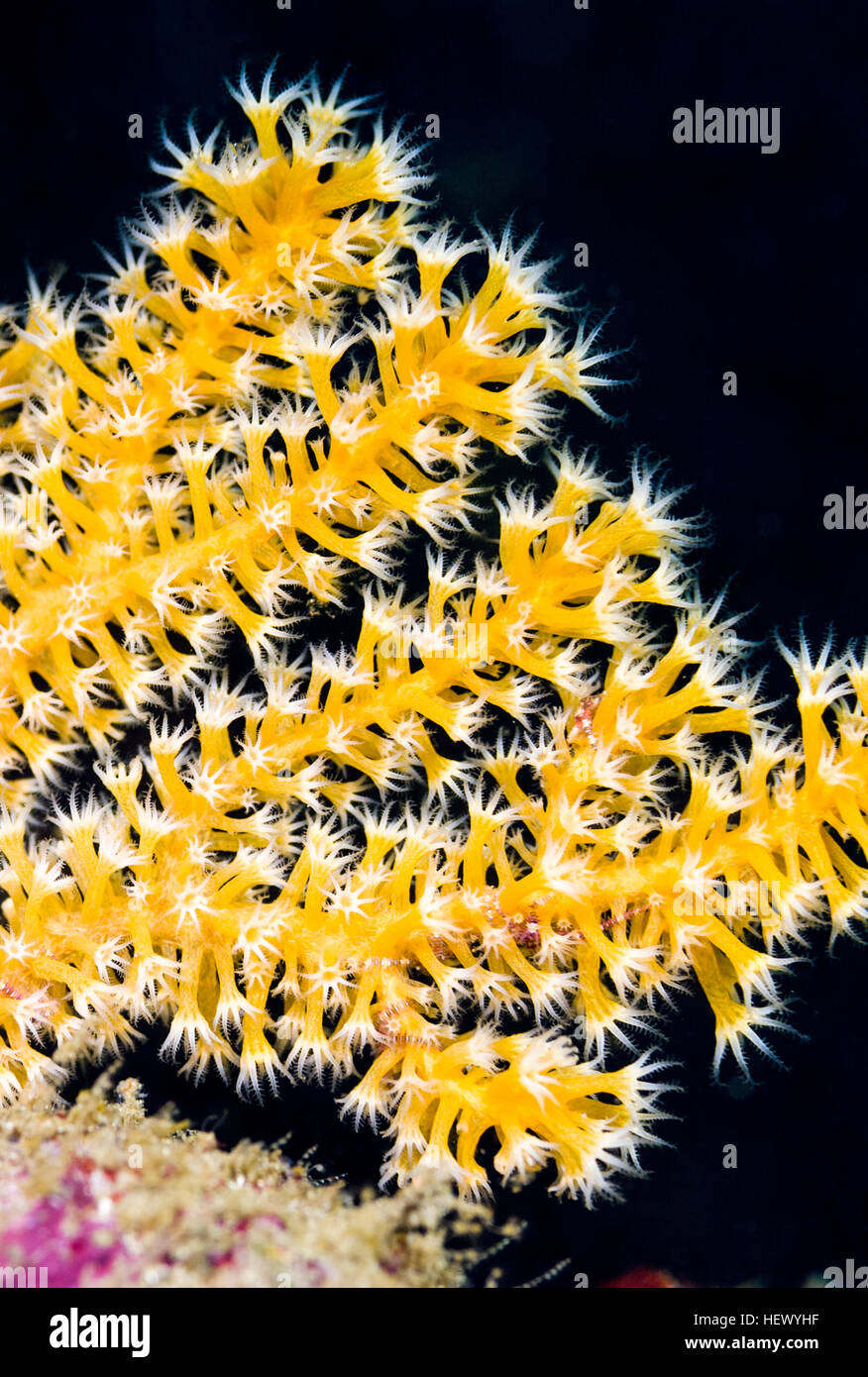 A Yellow Gorgonian Sea Fan expands its delicate polyps to feed. Stock Photo