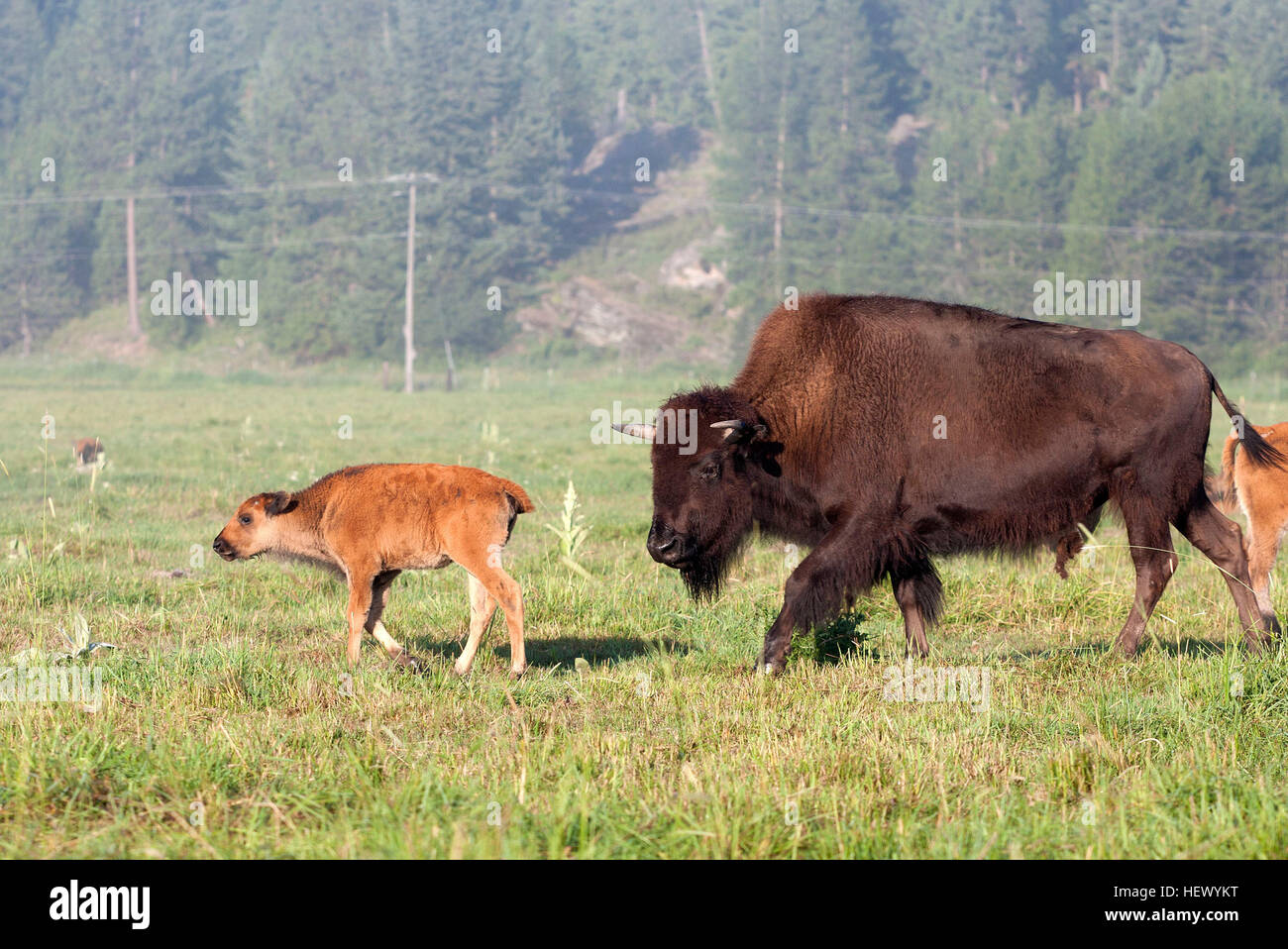 Mama Buffalo chasing her calf Stock Photo