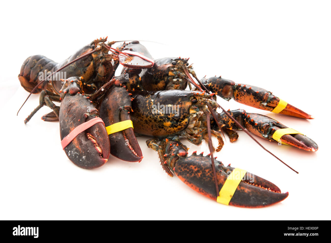 very good fresh european lobster , homarus gammarus, of atlantic coast Isolated with white background Stock Photo