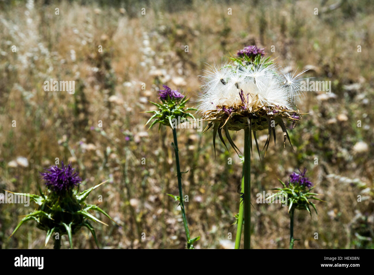 Scotch Thistle in a farm paddock is an introduced weed pest Stock Photo