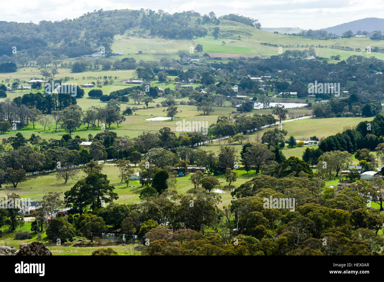 Eucalyptus trees scattered across fertile rolling farmland and farmhouses. Stock Photo