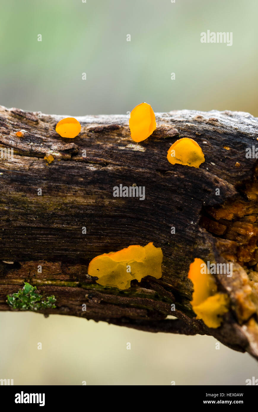 Bright orange jelly fungi grows on a moist tree stump. Stock Photo