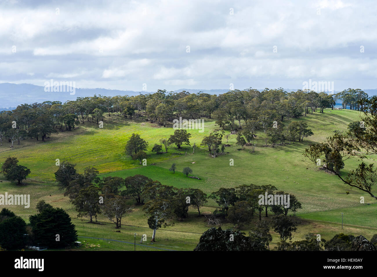 Eucalyptus trees scattered across fertile rolling farmland. Stock Photo