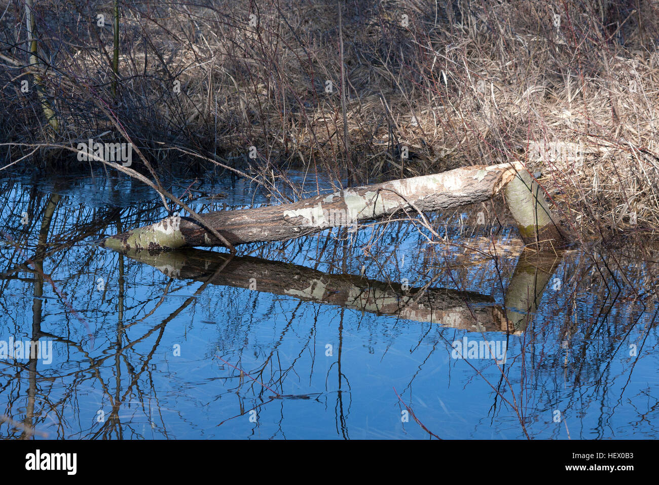 Stump in water makes a perfect wedge Stock Photo