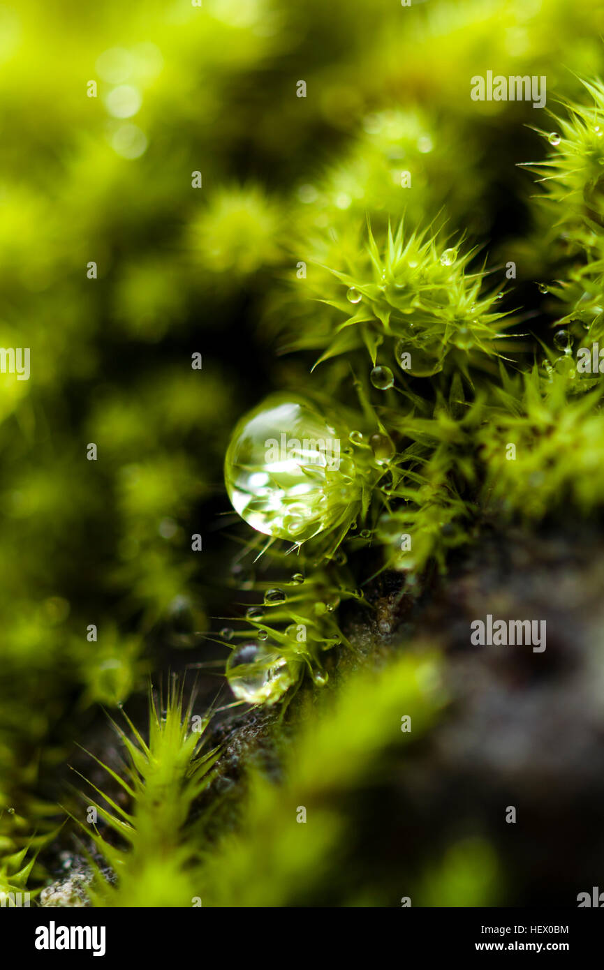 A dew drop hanging from the tip of a moss colony carpeting a boulder. Stock Photo