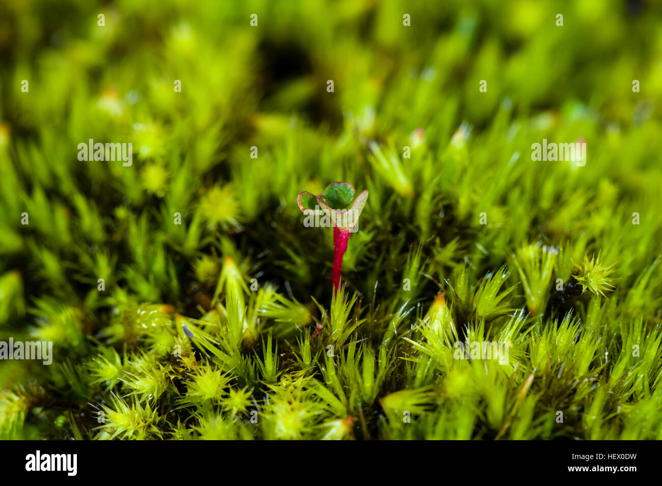 A seeding moss colony, Campylopus clavatus, carpets the surface of a boulder. Stock Photo