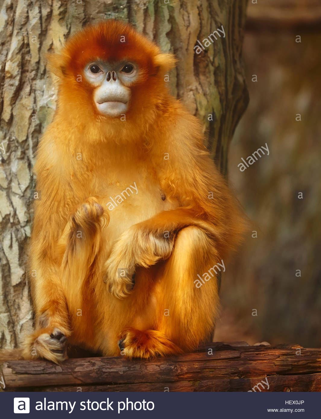 Rhinopithecus Roxellana Stock Photos & Rhinopithecus Roxellana Stock