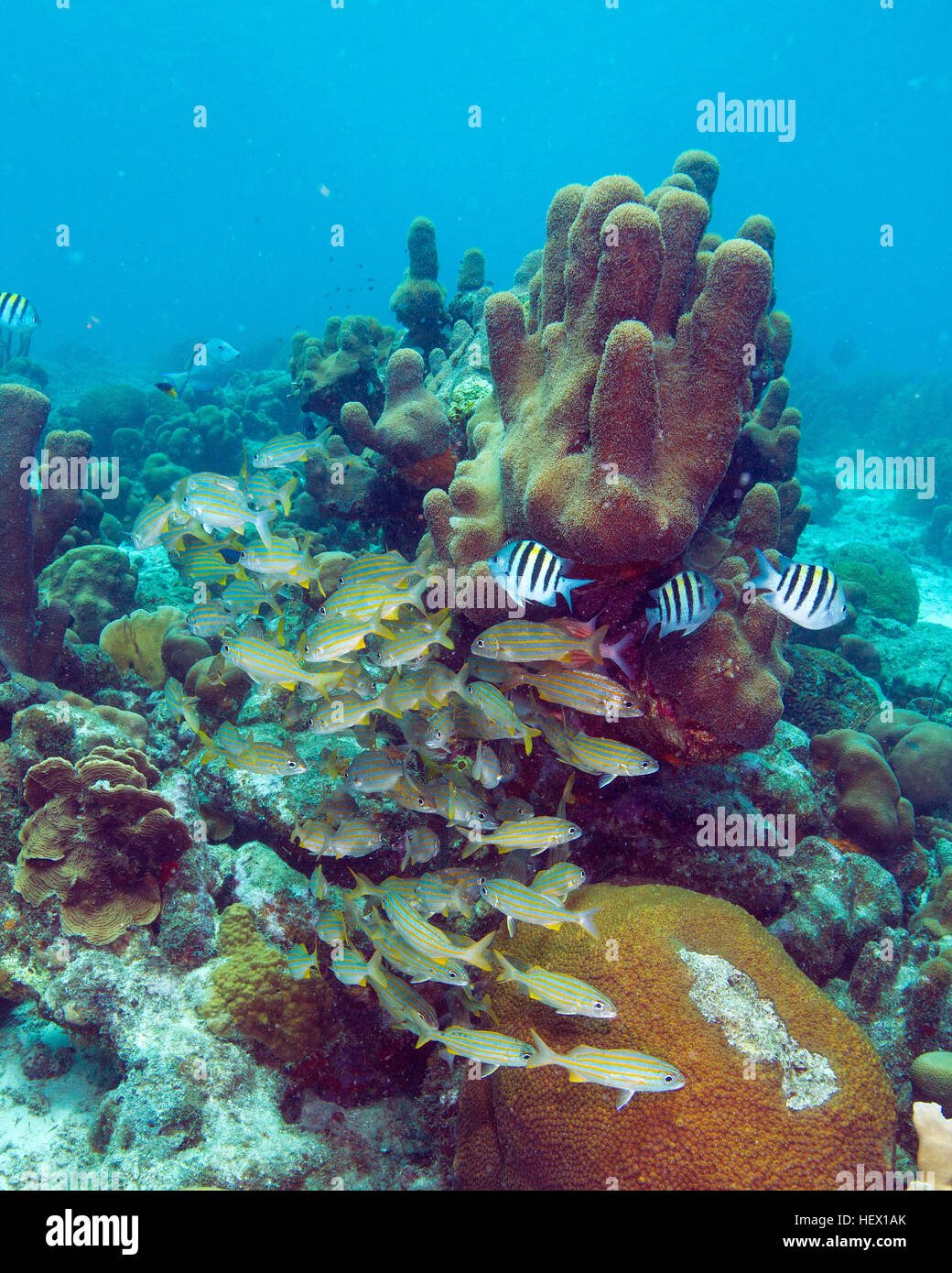 A school of smallmouth grunt, Haemulon chrysargyreum, swimming in a Caribbean reef. Stock Photo