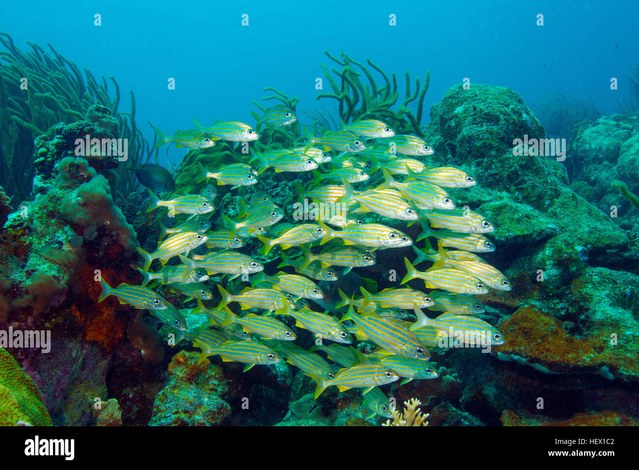 School of Smallmouth grunt, Haemulon chrysargyreum, swimming in a Caribbean reef. Stock Photo